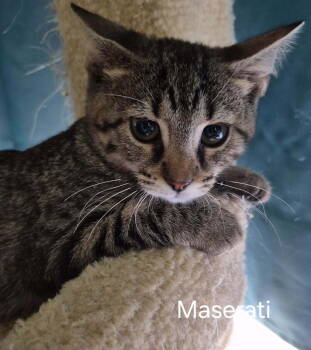Rescue Domestic Short Hair Cats for Adoption in Oviedo, Florida - Maserati | PetCurious