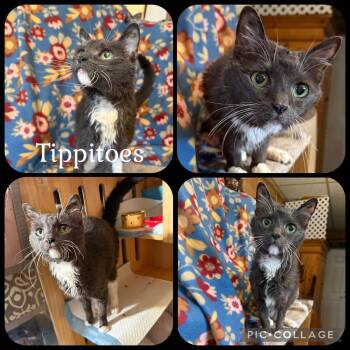 TIPPITOES -  Domestic Short Hair Cat for Adoption in Beaumont, California - TIPPITOES | PetCurious