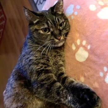 KIMIKO -  Domestic Short Hair and Maine Coon Cat for Adoption in Long Beach, California - KIMIKO | PetCurious