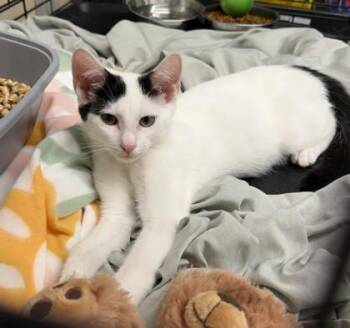 Bingo -  Domestic Short Hair Cat for Adoption in Hamilton Township, New Jersey - Bingo | PetCurious