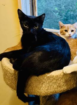Dow -  Domestic Short Hair and Oriental Short Hair Cat for Adoption in Pensacola, Florida - Dow | PetCurious