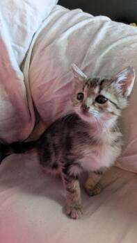Milky Way -  Domestic Short Hair Cat for Adoption in Johnson City, Tennessee - Milky Way | PetCurious
