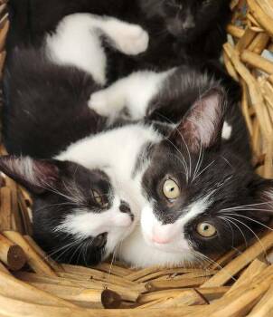 Sunny -  Domestic Short Hair Cat for Adoption in Mississauga, Ontario - Sunny | PetCurious