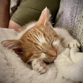 Domestic Short Hair Cats Available for Adoption in Minnetonka, Minnesota - Oby C69539 | PetCurious
