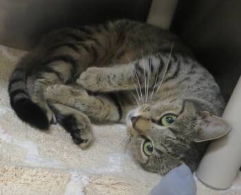 Jenny -  Tiger Cat for Adoption in Brockton, Massachusetts - Jenny | PetCurious