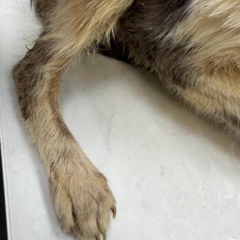 Glory -  Domestic Short Hair Cat for Adoption in Galveston, Texas - Glory | PetCurious