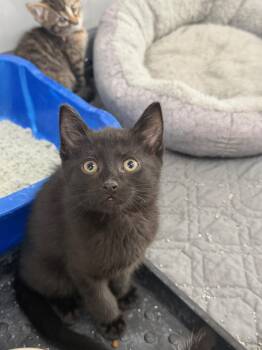 Hunter -  Domestic Short Hair Cat for Adoption in Wayland, Michigan - Hunter | PetCurious