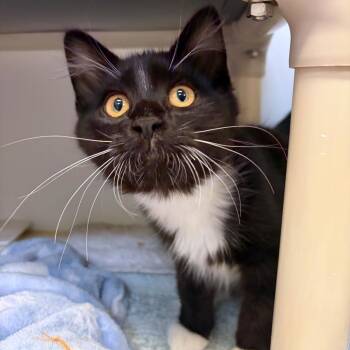 Felix -  Domestic Medium Hair and Domestic Short Hair Cat for Adoption in Woodinville, Washington - Felix | PetCurious