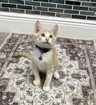 Jax -  American Shorthair Cat for Adoption in Maitland, Florida - Jax | PetCurious
