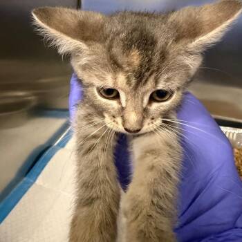 Exxon -  Domestic Short Hair Cat for Adoption in Greensboro, North Carolina - Exxon | PetCurious