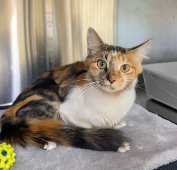 Quiote -  Domestic Medium Hair Cat for Adoption in Sechelt, British Columbia - Quiote | PetCurious