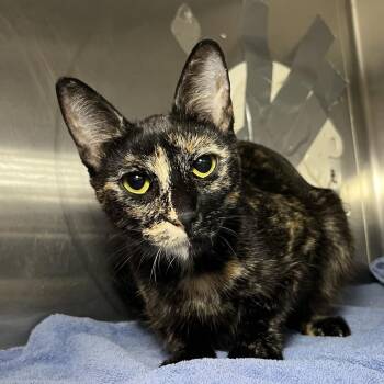 Mimi -  Domestic Short Hair Cat for Adoption in Palm Springs, California - Mimi | PetCurious
