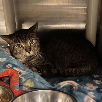 Choir Practice -  Domestic Short Hair Cat for Adoption in Mentor, Ohio - Choir Practice | PetCurious