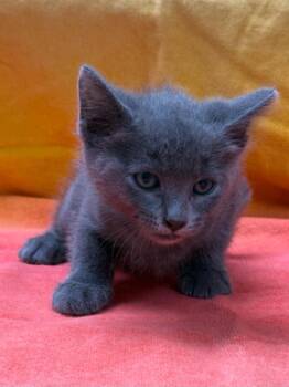 Margot -  Domestic Medium Hair Cat for Adoption in Vacaville, California - Margot | PetCurious
