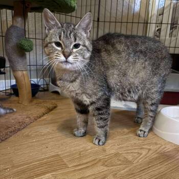 Rescue Domestic Short Hair Cats for Adoption in Ferndale, Washington - Luna | PetCurious