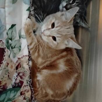 Rescue Domestic Short Hair Cats for Adoption in Cedaredge, Colorado - Sundance | PetCurious