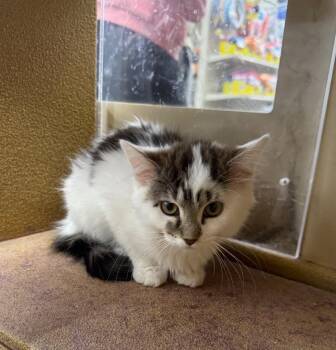 Domestic Medium Hair Cats Available for Adoption - Love IL | PetCurious