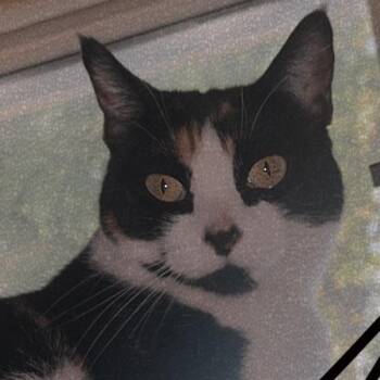 Panelope -- Bonded Buddy With Shadow -  Domestic Short Hair Cat for Adoption in Des Moines, Iowa - Panelope -- Bonded Buddy With Shadow | PetCurious