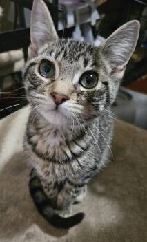 Blaze -  Domestic Short Hair Cat for Adoption in Dyersburg, Tennessee - Blaze | PetCurious