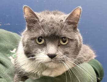 Domestic Short Hair Cats Available for Adoption - Tilly | PetCurious