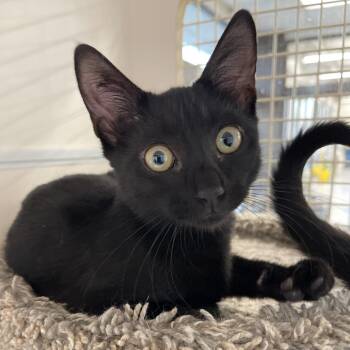 Nova (James kitten 3) -  Domestic Short Hair Cat for Adoption in Westport, Connecticut - Nova (James Kitten 3) | PetCurious