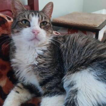 Brooklyn -  American Wirehair Cat for Adoption in Union City, New Jersey - Brooklyn | PetCurious
