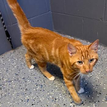 Miz -  Domestic Short Hair Cat for Adoption in Tuscaloosa, Alabama - Miz | PetCurious