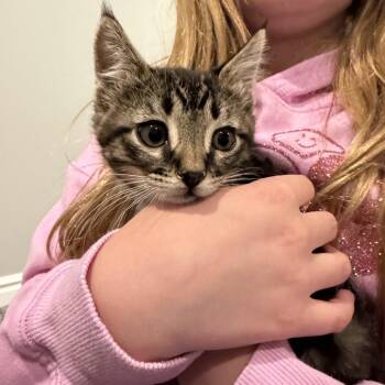 Bruno -  Domestic Short Hair Cat for Adoption in Grantsville, Utah - Bruno | PetCurious