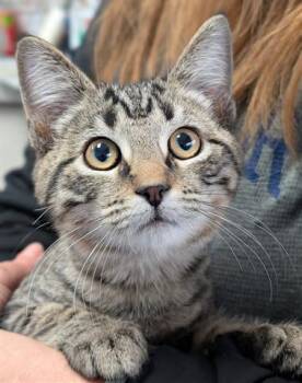 Rescue Domestic Short Hair Cats for Adoption in Canfield, Ohio - MOCHA | PetCurious
