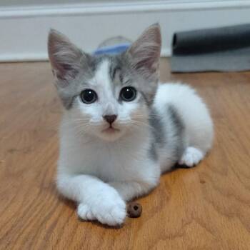 Juniper -  Domestic Short Hair Cat for Adoption in Cumming, Georgia - Juniper | PetCurious