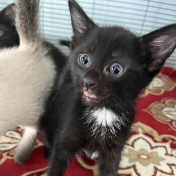 Sol (26-5298) -  Domestic Short Hair Cat for Adoption in Fort Smith, Arkansas - Sol (26-5298) | PetCurious