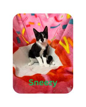 Sneezy -  Domestic Short Hair Cat for Adoption in Miami, Florida - Sneezy | PetCurious
