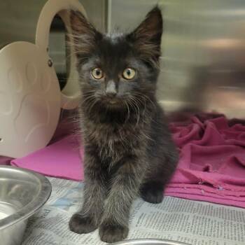 Sapporo Ichiban -  Domestic Long Hair Cat for Adoption in Columbia, Missouri - Sapporo Ichiban | PetCurious
