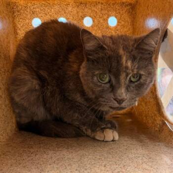 Harley Q -  Domestic Short Hair Cat for Adoption in Philadelphia, Pennsylvania - Harley Q | PetCurious