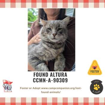 Rescue Domestic Medium Hair Cats for Adoption in Rochester, Minnesota - Stray Cat That We Call "Bernard" | PetCurious