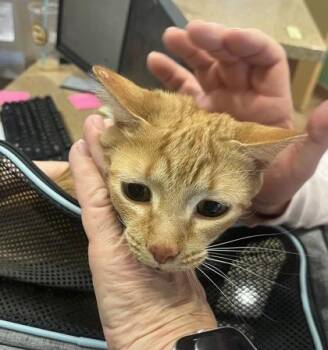 Domestic Short Hair Cats Available for Adoption in Longmont, Colorado - Cuddles | PetCurious