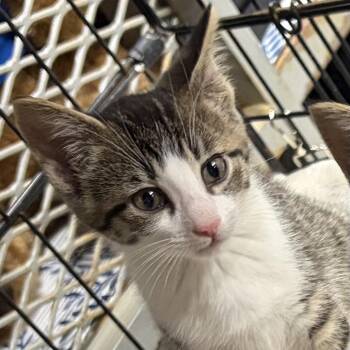 Pepper -  Domestic Short Hair Cat for Adoption - Pepper | PetCurious