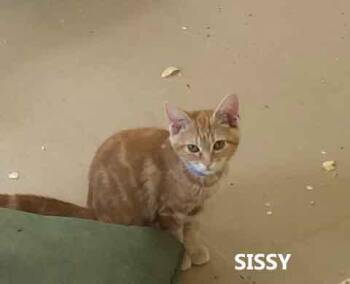 Sissy -  Domestic Short Hair Cat for Adoption in Washington, Georgia - Sissy | PetCurious