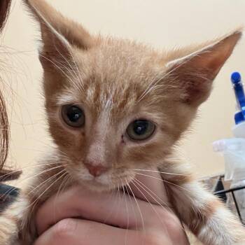 FWT Georgie -  Domestic Medium Hair Cat for Adoption in Midland, Texas - FWT Georgie | PetCurious