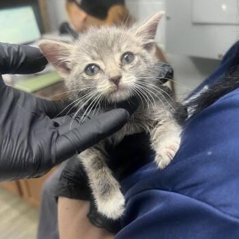 Domestic Short Hair Cats Available for Adoption in Summerville, South Carolina - Rainbow Brite | PetCurious