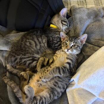 F&F: Foster -  Domestic Short Hair Cat for Adoption in Falls Church, Virginia - F&F: Foster | PetCurious