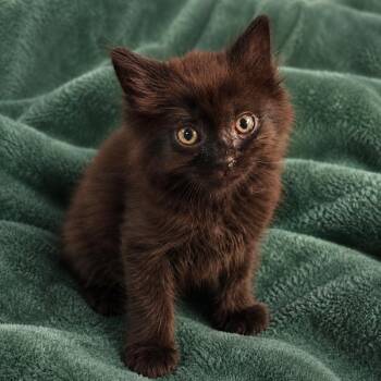 Eclipse -  Domestic Long Hair Cat for Adoption in Brighton, Missouri - Eclipse | PetCurious