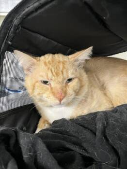 A227396 -  Domestic Short Hair Cat for Adoption in Woodland, California - A227396 | PetCurious