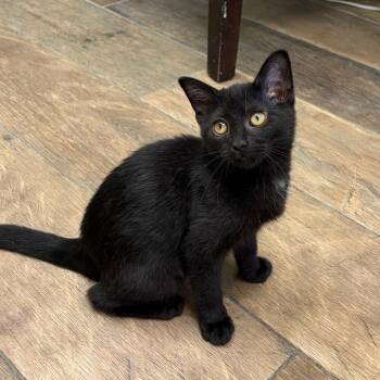 Gamora -  Domestic Short Hair Cat for Adoption in Bloomington, Illinois - Gamora | PetCurious