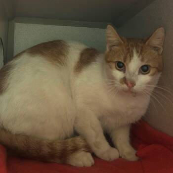 JuJu -  Domestic Short Hair Cat for Adoption in Mason City, Iowa - JuJu | PetCurious