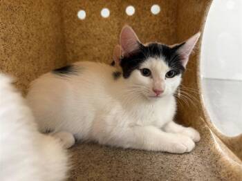 MERCAT -  Domestic Short Hair Cat for Adoption in Antioch, California - MERCAT | PetCurious
