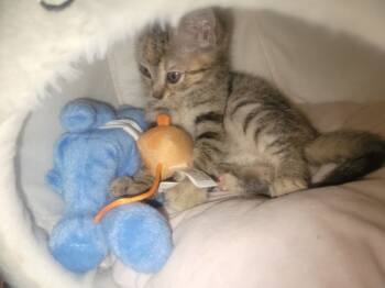Rescue Domestic Short Hair and Tabby Cats for Adoption in Powder Springs, Georgia - Peppermint Patty | PetCurious