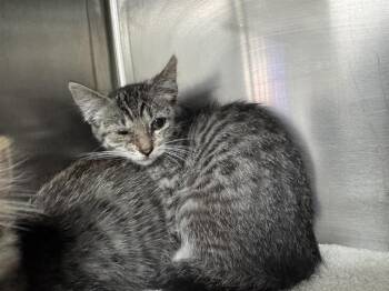 PENNY -  Domestic Short Hair Cat for Adoption in Salinas, California - PENNY | PetCurious