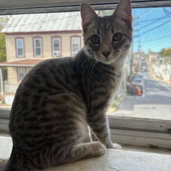 Azura -  Domestic Short Hair Cat for Adoption in Inwood, West Virginia - Azura | PetCurious