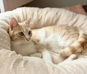 Apricot -  Domestic Short Hair Cat for Adoption in San Anselmo, California - Apricot | PetCurious